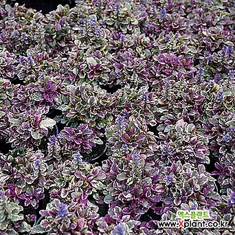 아주가 레인보우 6치포트 푸른꽃 무늬 봄꽃 단풍 지피식물 야생화 다년초 1