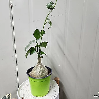 게라단투스 마크로 히저스2번 통통 구근 잎도 예뻐요,희귀식물,구근식물,동일품배송 1