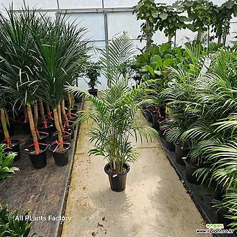 식물공장 아레카야자 특대형 대형식물 120-150cm 549 1