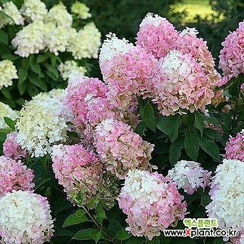 목수국 - 핑카츄 - C3포트 중왜성 신품종 다양한꽃색상 많은개화량 조경수묘목 정원에서 1