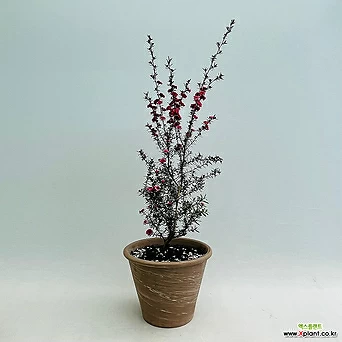 (단일상품)호주매화2 외목대 대품 야생화 독일토분 꽃나무 1