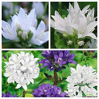 꽃방망이-흰색,자주 색상랜덤 노지월동 1