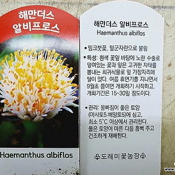 밍크붓꽃 알비프로스(털군자란) 1