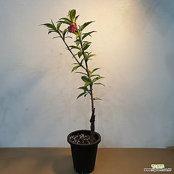 꽃복숭아나무 홍도화 접목2년생 1