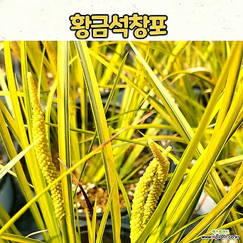 황금석창포(15cm 화분) / 야생화 모종 / 노지월동 1