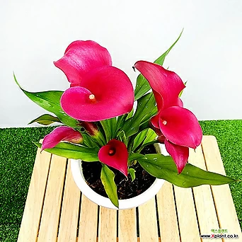 꽃나무드림 카라 꽃 와인색 중품 구근 칼라꽃 부모님 연인선물 실내식물 1