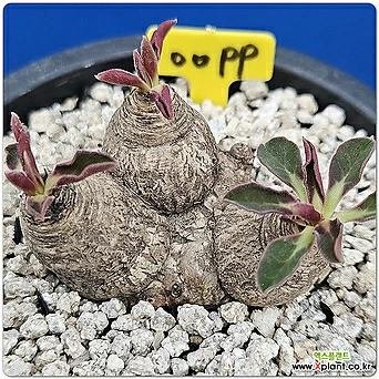 에쿨로니(Euphorbia ecklonii) 01 1