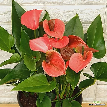 안시리움 핑크33 - 공기정화식물 1