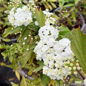 장미 조팝나무 15cm화분 조팝나무 흰색꽃나무 1