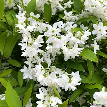 애기 말발도리 유키 스노우 플레이크 15cm화분 꽃나무 1