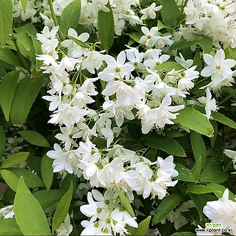 애기말발도리 유키 스노우플레이크 15cm 화분 흰색꽃나무 1