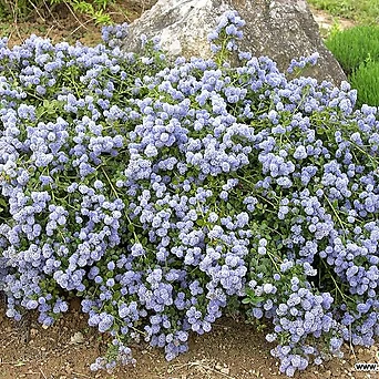 캘리포니아 라일락 레펜스 C2포트 하늘색꽃 풍성한 향기 베란다 나무묘목 1