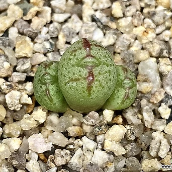 Conophytum marnierianum-3두(코노 마니어리아넘4.6) 1