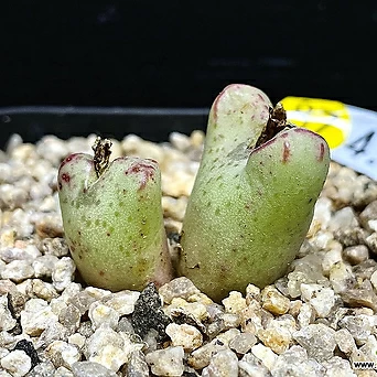Conophytum turrigerum(large form ex. Japan)-2두(코노피튬 트리게룸4.6) 1