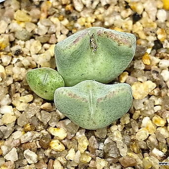 C. taylorianum ssp.rosynense EVJ5518-3두(코노 테일러) 1