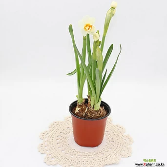 왕수선화 구근 식물 12센치포트 중소품 흰색꽃 왕수선화 1