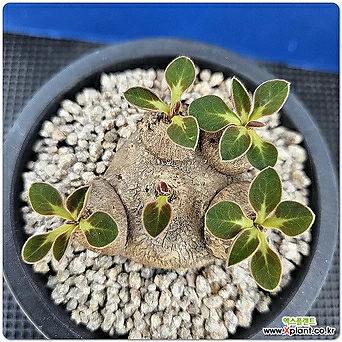 유포르비아 에쿨로니(Euphorbia ecklonii) 1