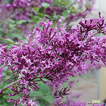라일락 다크퍼플 15cm화분 향기좋은 꽃나무 1