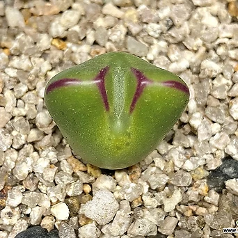 Conophytum bilobum-1두(화립미인/코토피튬  빌로붐34.7) 1