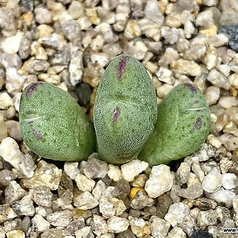 Conophytum bilobum-3두(코토피튬  털 빌로붐4.7) 1