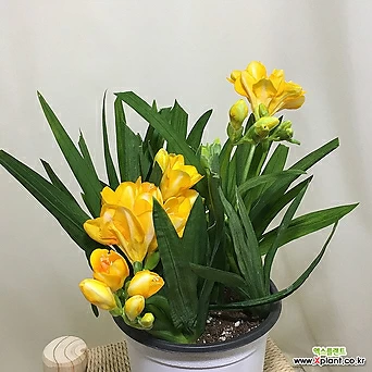 [진아플라워] [봄꽃한정수량] (3개묶음) 천진난만 노랑 후리지아 소형 179 화원 농원 1