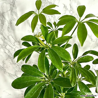 홍콩야자 중형 공기정화식물 실내식물 야자나무 1