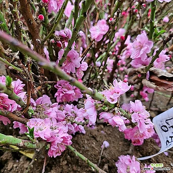 남경도화 묘목 접목 꽃복숭아 분홍색꽃 1