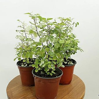 브레이니아 소코라코 키우기쉬운 희귀 반음지 플랜테리어 공기정화 반려 식물 나들목화원 1