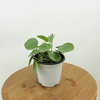 무늬필레아페페 페페모리아 화이트스플래쉬 희귀 반음지 공기정화 키우기쉬운 식물 나들목화원 1