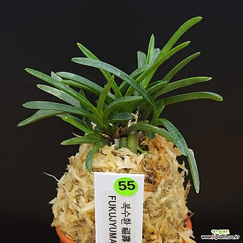 Korean Orchid 55  Fukujyumaru ,,,Neofinetia,fukiran 55 福壽丸 Fukujyumaru ,,,Neofinetia,fukiran 1