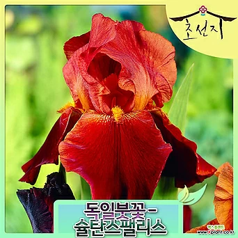 [초선지] 독일붓꽃 저먼아이리스 7치 슐탄스팰리스 신품종 1