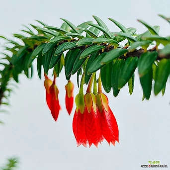 (단일상품)히말라야등불 토분포함 야생화 꽃나무 1