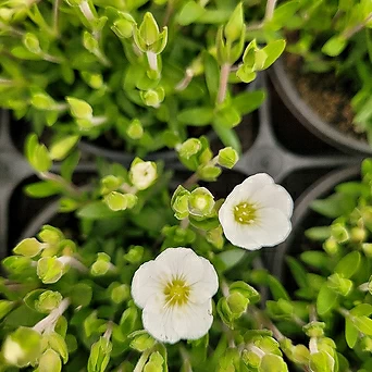 남도자리 흰색꽃 지피식물 야생화 노지월동 엑스플랜트 엑플 1