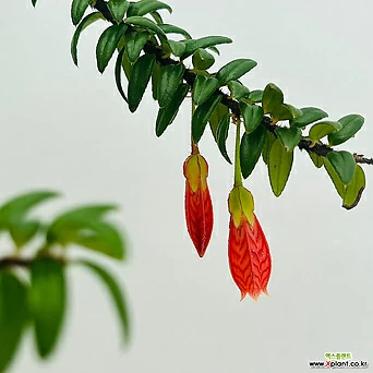 (단일상품)히말라야등불2 토분포함 야생화 꽃나무 1