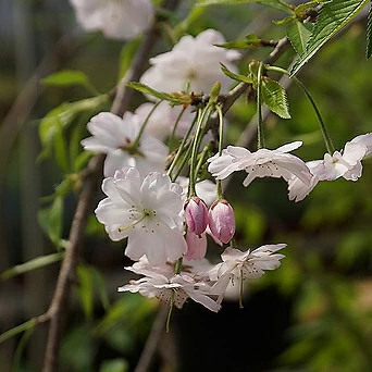 꽃대 수양벚나무 S01 (높이 100cm) / 사진촬영 2024년 4월 9일 1