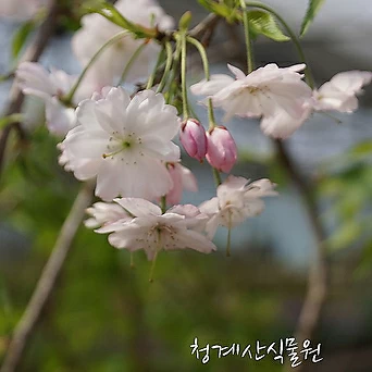 꽃대 수양벚나무 S02 (높이 100cm) / 사진촬영 2024년 4월 9일 1