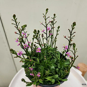데빌레 스틸리디움 식충십물,벌레잡이제비꽃  포기풍성 1