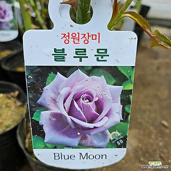 [무 배]정원장미(대) 라벤더 블루문 2024 새 상품/사계장미 1