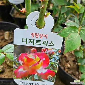 [무 배]정원장미(대) 핑크 디저트피스 2024 새 상품/사계장미 1