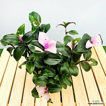 꽃나무드림 카멜레온 달개비 소품 메이든스블러쉬 꽃달개비 무늬 분홍달개비 1