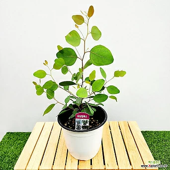 꽃나무드림 유칼립투스 폴리안 중품 인테리어식물 공기정화 허브화분 감성식물 비염에좋은식물 1