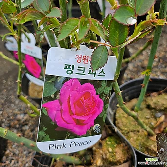 [무 배]정원장미(대) 핑크 피스 2024 새 상품/사계장미 1