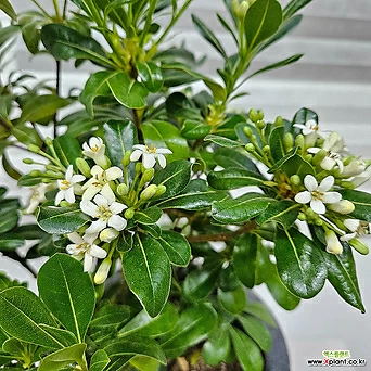 만리향 중품 향기좋은꽃 돈나무 키우기쉬운나무 베란다월동 1