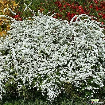 화관 조팝나무 카지우 120L포트 흰꽃 조경수 1
