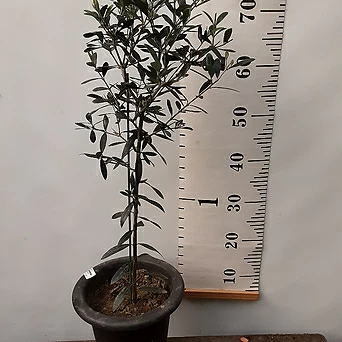 올리브나무 1