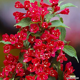 병꽃나무 레드 프린스 P9 포트 붉은꽃나무 1