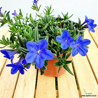 꽃나무드림 이사도라 리소도라 소품 해븐리 블루 블루스타 푸른빛꽃 야생화 1