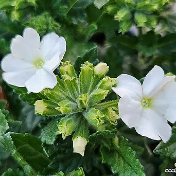 잔잔한 꽃이 예쁜  흰색버베나 1