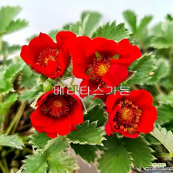 홍양지꽃(꽃대소품)-노지월동 잘 하고 사랑스러운 빨강색 꽃도 예쁘답니다. 1