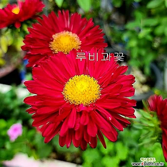 루비과꽃 (노지월동)-화려한  레드칼라의 꽃송이가  환상적인 야생화 루비과꽃입니다. 1